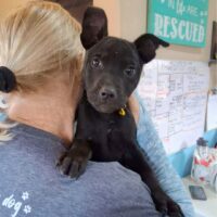 Adopt this dog at Cortez Rescue and Outreach