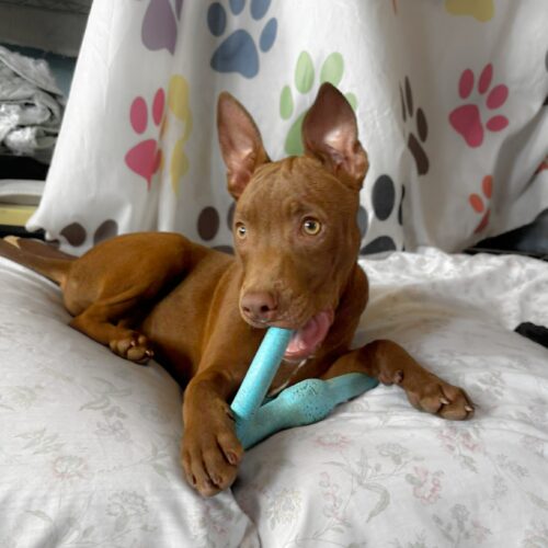 Adopt this dog at Cortez Rescue and Outreach