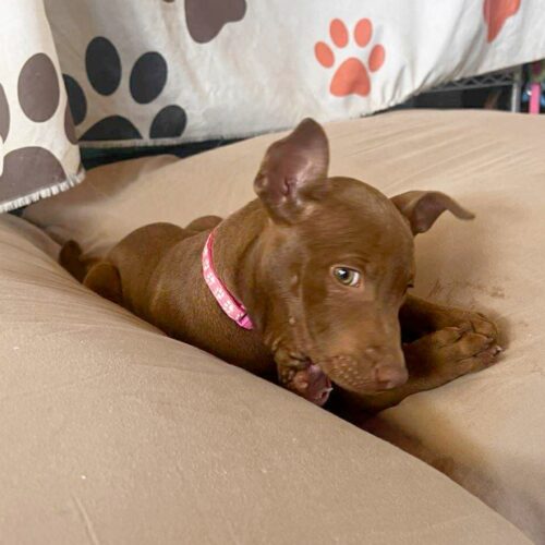 Adopt this dog at Cortez Rescue and Outreach