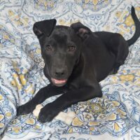 Adopt this dog at Cortez Rescue and Outreach