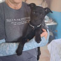 Adopt this dog at Cortez Rescue and Outreach