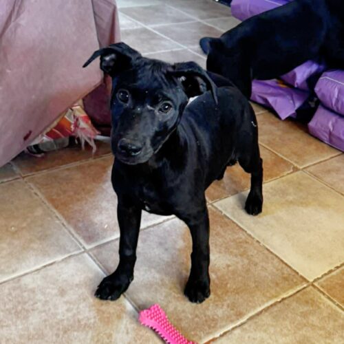 Adopt this dog at Cortez Rescue and Outreach