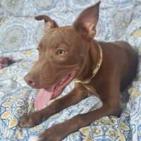 Adopt this dog at Cortez Rescue and Outreach