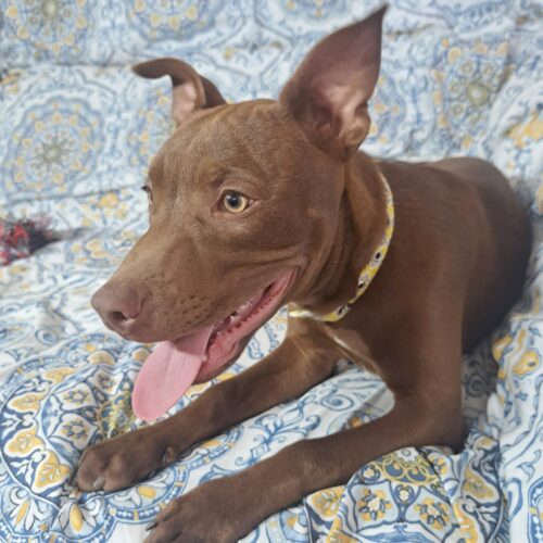 Adopt this dog at Cortez Rescue and Outreach