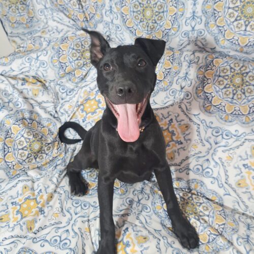 Adopt this dog at Cortez Rescue and Outreach