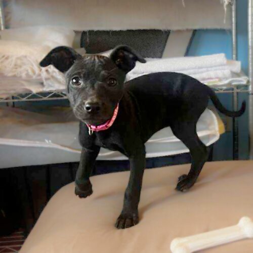 Adopt this dog at Cortez Rescue and Outreach