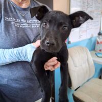 Adopt this dog at Cortez Rescue and Outreach