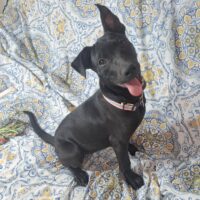 Adopt this dog at Cortez Rescue and Outreach