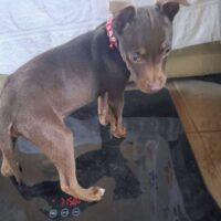 Adopt this dog at Cortez Rescue and Outreach