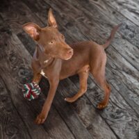 Adopt this dog at Cortez Rescue and Outreach