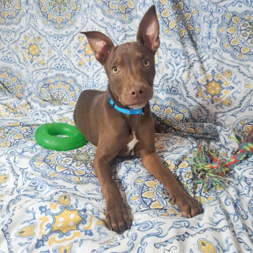 Adopt this dog at Cortez Rescue and Outreach