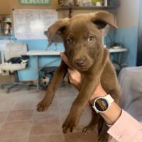 Adopt this dog at Cortez Rescue and Outreach