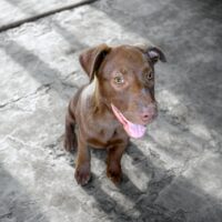 Adopt this dog at Cortez Rescue and Outreach