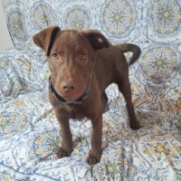 Adopt this dog at Cortez Rescue and Outreach