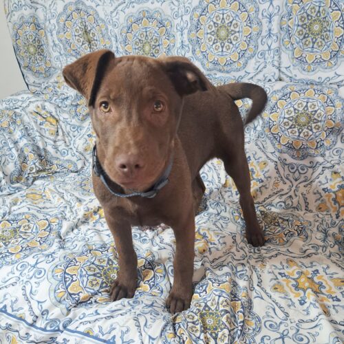 Adopt this dog at Cortez Rescue and Outreach