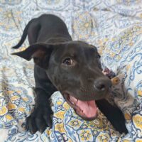 Adopt this dog at Cortez Rescue and Outreach