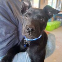 Adopt this dog at Cortez Rescue and Outreach