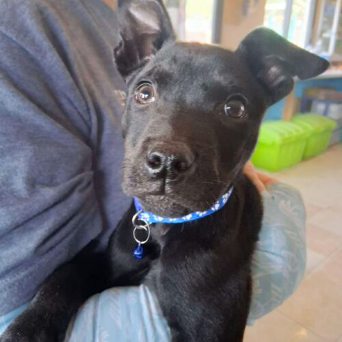 Adopt this dog at Cortez Rescue and Outreach