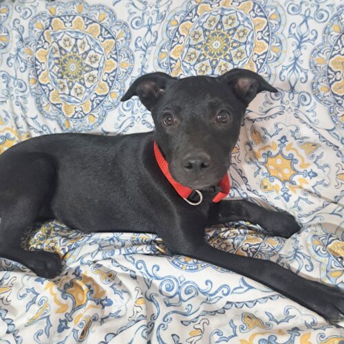 Adopt this dog at Cortez Rescue and Outreach