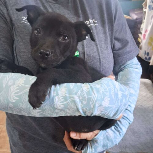 Adopt this dog at Cortez Rescue and Outreach