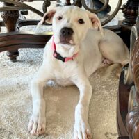 Adopt this pup at Cortez Rescue and Outreach