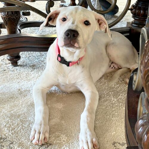 Adopt this pup at Cortez Rescue and Outreach