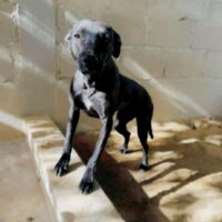 Adopt this dog at Cortez Rescue and Outreach