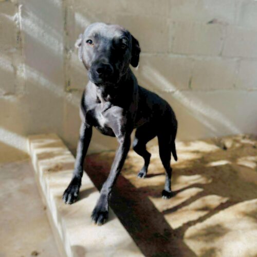 Adopt this dog at Cortez Rescue and Outreach