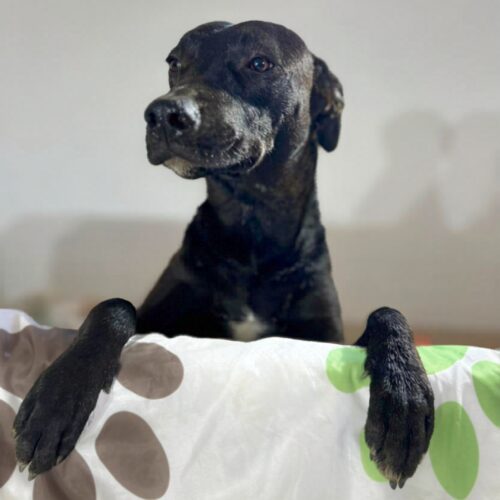 Adopt this pup at Cortez Rescue and Outreach