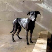 Adopt this dog at Cortez Rescue and Outreach