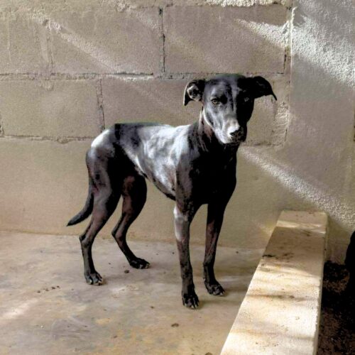 Adopt this dog at Cortez Rescue and Outreach