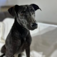 Adopt this pup at Cortez Rescue and Outreach