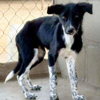 Ready for adoption at Cortez Rescue and Outreach