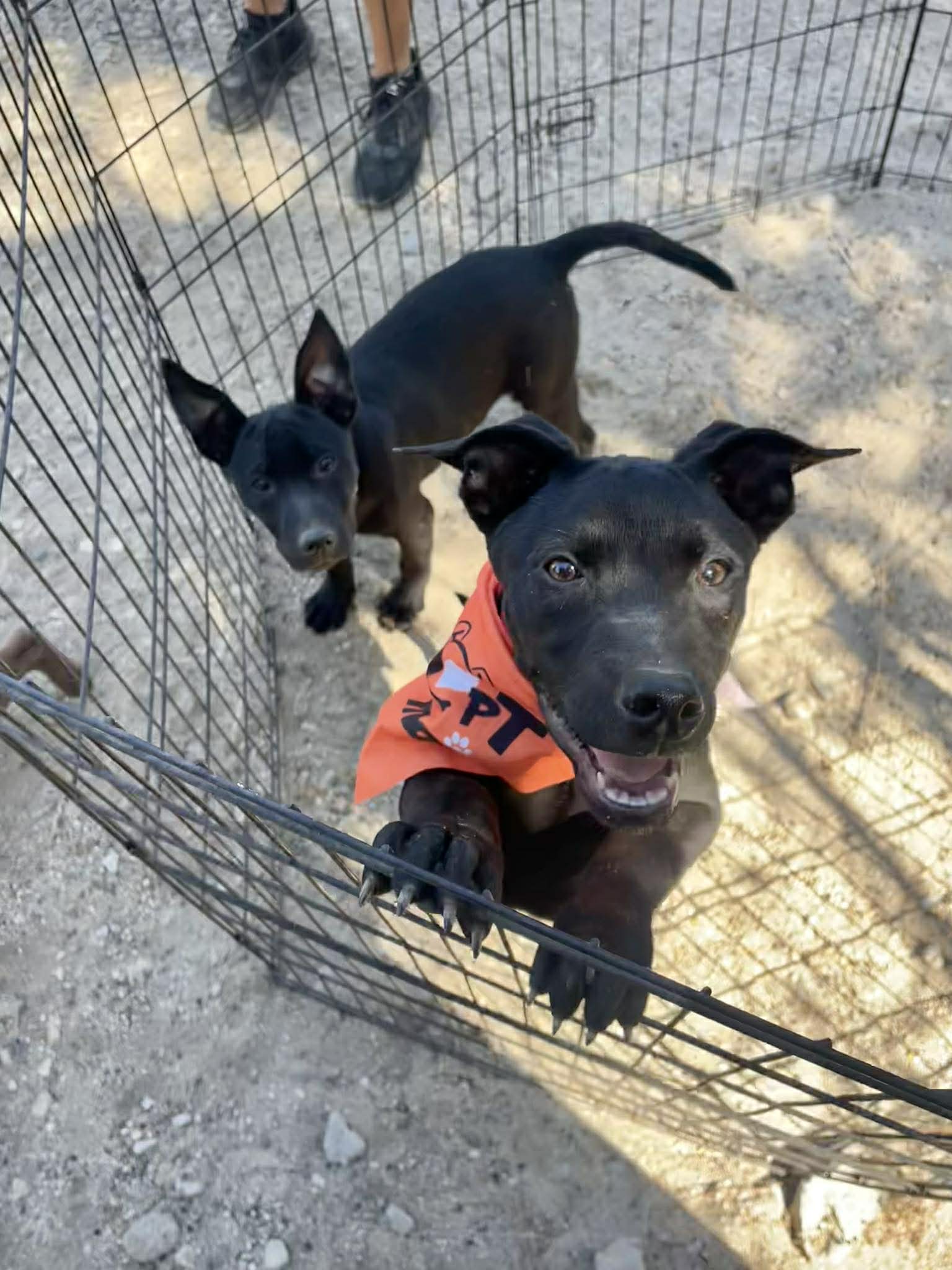 Cortez Rescue Streetside Pup-Up