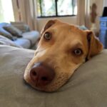 Cortez Rescue 2026 Valentines Pup-Date