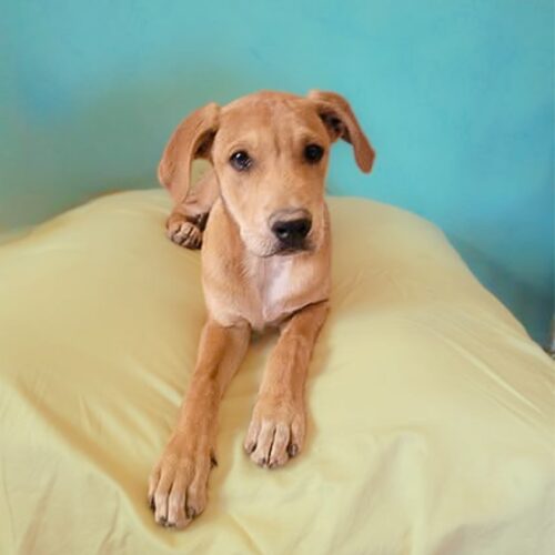 Adopt me through Cortez Rescue and Outreach