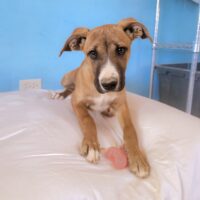 Adopt me through Cortez Rescue and Outreach