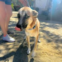 Adopt this dog at Cortez Rescue and Outreach