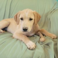 Adopt me through Cortez Rescue and Outreach