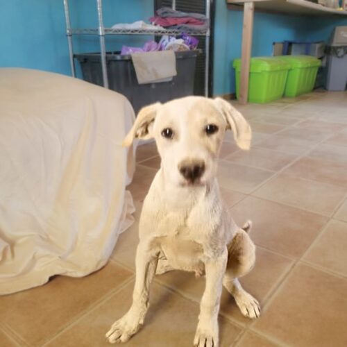 Adopt me through Cortez Rescue and Outreach