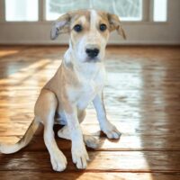 Adopt me through Cortez Rescue and Outreach