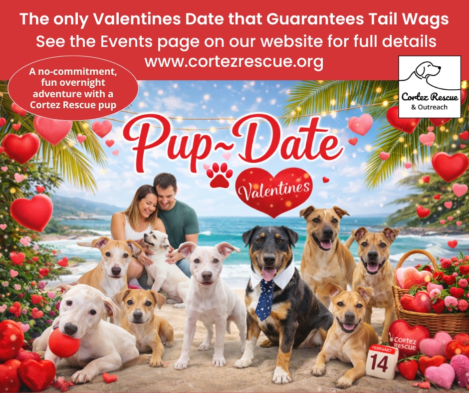 Valentine’s Pup-Date Los Barriles