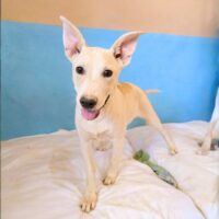 Adopt me through Cortez Rescue and Outreach