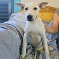 Adopt me through Cortez Rescue and Outreach