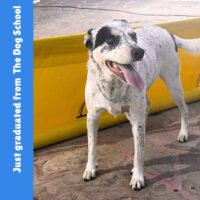 Adopt this dog at Cortez Rescue and Outreach