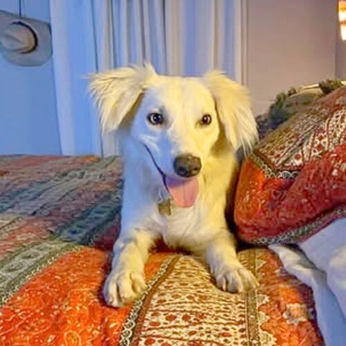 Adopt me through Cortez Rescue and Outreach