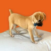 Adopt me through Cortez Rescue and Outreach