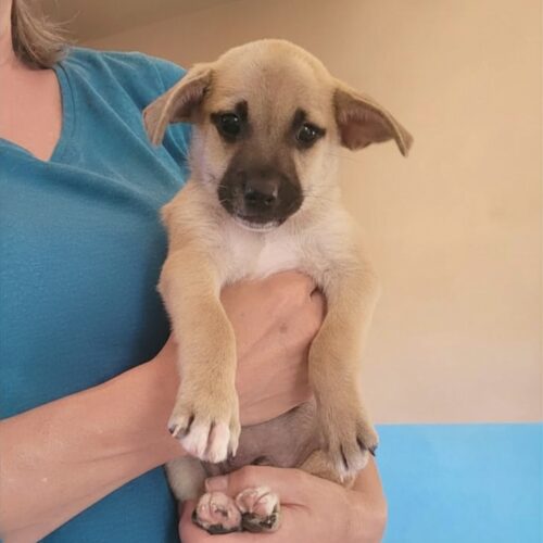 Adopt me through Cortez Rescue and Outreach