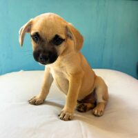 Adopt me through Cortez Rescue and Outreach