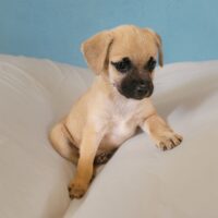 Adopt me through Cortez Rescue and Outreach